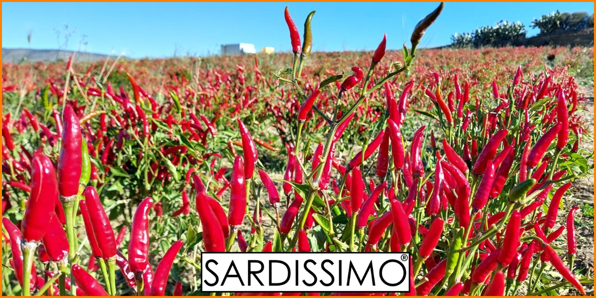 20250923 I benefici del peperoncino